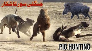 wild boar hunting 2024  soor ka Shikar 2024  hunting season 2025  pig hunting LehndaPunjab99 [upl. by Groos]