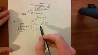 Cholera Toxin and Pertussis Toxin Part 6 [upl. by Adaliah]