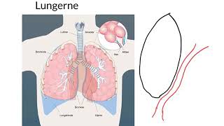 Kort om lungernes funktion  Flipped learning [upl. by Elletsyrk]