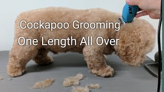 Cockapoo Grooming One Length All Over [upl. by Twila435]