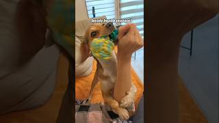 Czasem tak bywa🤣🤪😥 bestfriend kundelek dog pets puppy humor doglife funny [upl. by Bernardi]