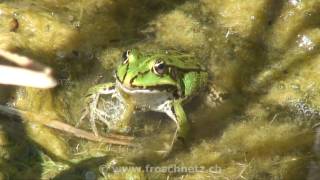 Wasserfrosch frisst Regenwurm [upl. by Dubois]