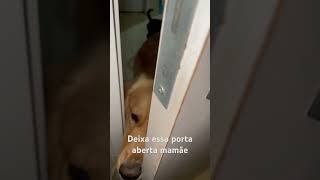 Não fecha a porta mamãe 😅 goldenretriever viralata dog cachorro amor [upl. by Levins864]