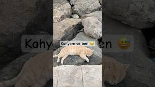 Beni arayanlar kahyamla beraberim😅atakum sevimlipatiler kediseverler musica amor catlover [upl. by Anahsirk]