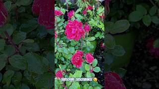 Beautiful rose and canna gardern flowers nature [upl. by Bensen]