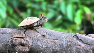 The Turtle and the Butterfly Video [upl. by Rennat313]