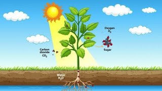 process of photosynthesis Biologyphotosynthesisbiology [upl. by Kcire481]