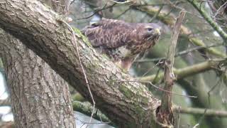 Buizerd heeft een kikker gevangen [upl. by Ahsenyl678]