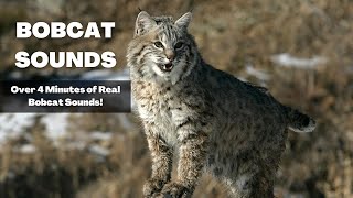 Bobcat Sounds  Over 4 Minutes of Haunting Bobcat Noises [upl. by Yunfei]