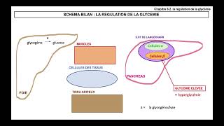 Schéma bilan sur la régulation de la glycémie hypoglycémiehyperglycémie [upl. by Twum535]