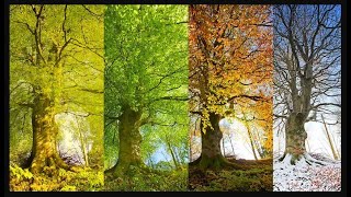 Four Seasons  Years Seasons  Seasons Cycle trending video weather youtube travel season yt [upl. by Llyrad]