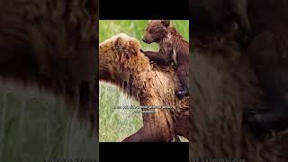 Nature wildlife video 📸📷 wild animals video [upl. by Hoeve565]