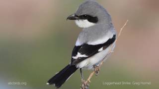 Loggerhead Shrike Call [upl. by Tutt]