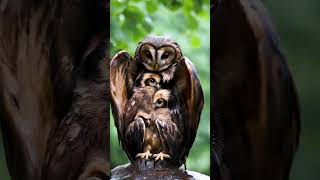 Mother Owl Sheltering Her Chicks from the Rain mother birds owl [upl. by Morris]