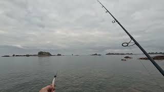 Pêche du bord dans les rochers en Bretagne un bar de 59 cm a surgi en surface au coucher du soleil [upl. by Daiz]