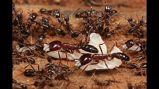 Army Ants  BBC Wildlife Documentary  National Geographic [upl. by Mays]