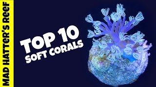 Top 10 Soft Corals for a Reef Tank [upl. by Etep]