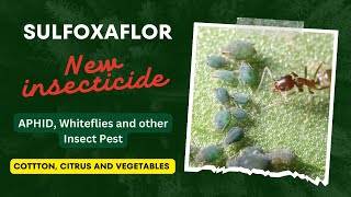 Sulfoxaflor a new insecticide for aphid and white flies on cotton citrus vegetables and ornamental [upl. by Ellerad]