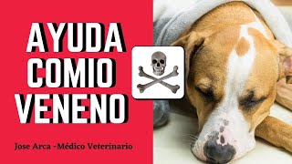 ✅Como AYUDAR a un PERRO que comió VENENO🏮3 TECNICAS CASERAS para SALVAR un Perro que Comió VENENO [upl. by Greenberg]