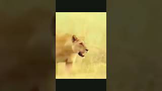 Tiger shroff movie dgjfd gujft utg viralvideo tigersharoff animals wildlife adorablevideo vira [upl. by Enived]