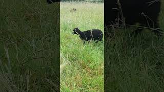 Lamb  Young Black Ouessant Sheep 🐑 [upl. by Inod]