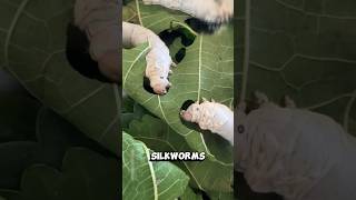 Silk cloth cloth worms slik facts shorts caterpillar leavesplants [upl. by Niraj]