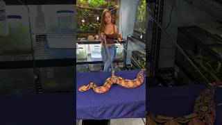 Huge Gaboon Viper gaboonviper africa gaboon venomous snake snakebite hugesnake florida fyp [upl. by Esilahs]