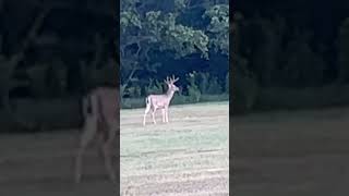 5 big velvet bucks outdoors deer whitetailbucks hunting whitetails [upl. by Lorimer]