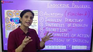 Anatomy and Physiology of Pancreas Hindi [upl. by Lahey931]