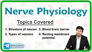 Nerve Physiology  Structure and Types of Neurons Blood brain barrier Resting membrane potential [upl. by Ecinwahs]