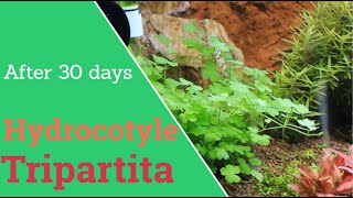 Hydrocotyle tripartita planting and 30 days growing [upl. by Alva]