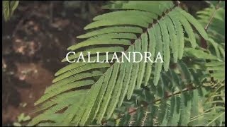 ROLE OF CALLIANDRA TREES IN REFORESTATION METHOD OF HINELEBAN FOUNDATION [upl. by Nehgaem]