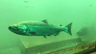 Bonneville Dam Fish Ladder September [upl. by Cad325]