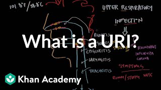 What is an upper respiratory infection URI  NCLEXRN  Khan Academy [upl. by Strander]