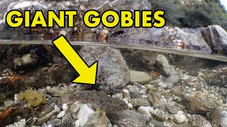 Giant Gobies in Cornish Rockpool [upl. by Benedetto]