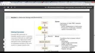 Biochemistry  Bilirobin Metabolism and Jaundice [upl. by Powers]