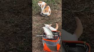 The stray cats that often steal fish animals love shorts [upl. by Orrocos]