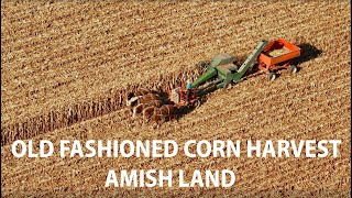 Harvesting Corn The AMISH WAY in Lancaster County Pennsylvania Using Old Vintage Equipment [upl. by Shepley163]