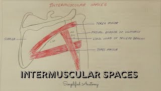 INTERMUSCULAR SPACES  ANATOMY  SIMPLIFIED ✔ [upl. by Sair374]