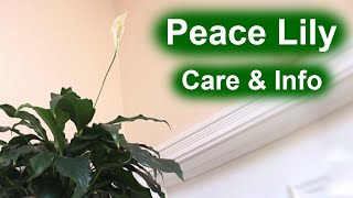 Peace Lily Spathiphyllum  Care amp Info [upl. by Leontina305]