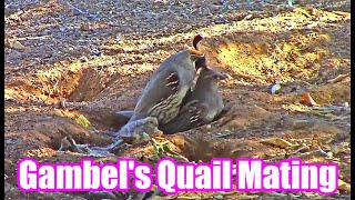 Gambels Quail Mating  Quail Family Bath  Saguaro National Park  Quail Mating [upl. by Ynnub]