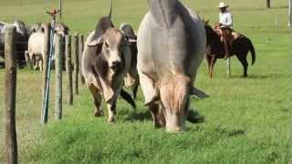 Fazenda JARACATIÁ  Nelore  Brahman [upl. by Russom]