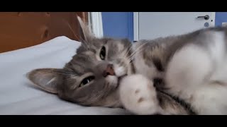 Lovely cat getting petted purrs and relaxing in bed [upl. by Tesil385]