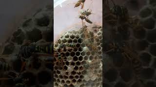 Paper Wasps Polistes are Beneficial in Your Garden Save Polistes Wasps Dont Be Afraid of Them [upl. by Kuebbing]