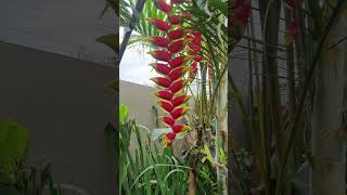 Heliconia Rostrata Heliconias jardimdavilma [upl. by Aeniah]