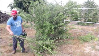 Pruning Acerola  Barabados Cherry Tree Malpighia emarginata [upl. by Ithaman]