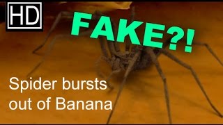 Spider bursts out of a banana  FAKE  explained [upl. by Adal]