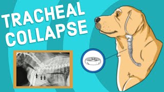 Tracheal Collapse in Dogs  Vet Explains [upl. by Aihcila]