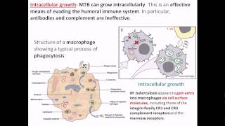 Intracellular growth of Mycobacterium tuberculosis [upl. by Nelie]