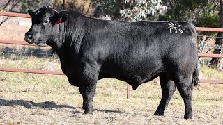 Lot 6 BRU22T19 Hillview Angus 2024 [upl. by Rowan]